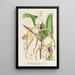 Cypripedium Stonei - Charles Antoine Lemaire — oprawiony obraz na ścianie