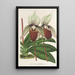 Reprodukcja obrazu Cypripedium Veitchianum - Charles Antoine Lemaire