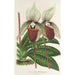 Reprodukcja obrazu Cypripedium Veitchianum - Charles Antoine Lemaire