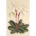 Cypripedium niveum - Charles Antoine Lemaire — widok dzieła