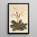 Cypripedium niveum - Charles Antoine Lemaire — oprawiony obraz na ścianie