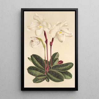 Charles Antoine Lemaire - Cypripedium niveum.webp