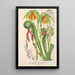 Reprodukcja obrazu Darlingtonia californica - Charles Antoine Lemaire