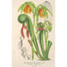 Reprodukcja obrazu Darlingtonia californica - Charles Antoine Lemaire