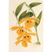 Dendrobium chrysotis - Charles Antoine Lemaire — widok dzieła