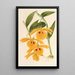 Dendrobium chrysotis - Charles Antoine Lemaire — oprawiony obraz na ścianie