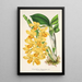 Reprodukcja obrazu Dendrobium chrysotoxum - Charles Antoine Lemaire