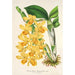 Reprodukcja obrazu Dendrobium chrysotoxum - Charles Antoine Lemaire