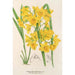 Dendrobium dixanthum - Charles Antoine Lemaire — widok dzieła