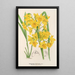 Dendrobium dixanthum - Charles Antoine Lemaire — oprawiony obraz na ścianie