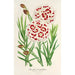 Reprodukcja obrazu Dianthus Verschaffeltii - Charles Antoine Lemaire