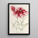 Dianthus cincinnatus - Charles Antoine Lemaire — oprawiony obraz na ścianie