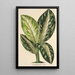 Reprodukcja obrazu Dieffenbachia Wallisi - Charles Antoine Lemaire