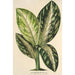 Reprodukcja obrazu Dieffenbachia Wallisi - Charles Antoine Lemaire