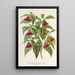 Reprodukcja obrazu Diervilla Weigelia multiflora - Charles Antoine Lemaire