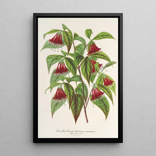 Charles Antoine Lemaire - Diervilla Weigelia multiflora.webp