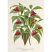 Reprodukcja obrazu Diervilla Weigelia multiflora - Charles Antoine Lemaire