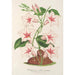Dipladenia nobilis - Charles Antoine Lemaire — widok dzieła