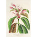 Dipteracanthus Herbstii - Charles Antoine Lemaire — widok dzieła
