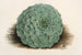 Echeveria rosacea - Charles Antoine Lemaire — widok dzieła
