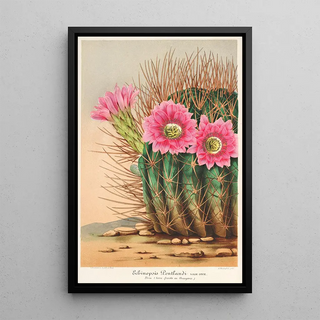 Charles Antoine Lemaire - Echinopsis Pentlandi.webp