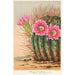 Reprodukcja obrazu Echinopsis Pentlandi - Charles Antoine Lemaire