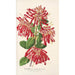 Embothrium coccineum - Charles Antoine Lemaire — widok dzieła