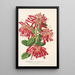 Embothrium coccineum - Charles Antoine Lemaire — oprawiony obraz na ścianie