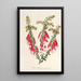 Reprodukcja obrazu Epacris miniata - Charles Antoine Lemaire