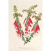 Reprodukcja obrazu Epacris miniata - Charles Antoine Lemaire