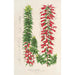 Reprodukcja obrazu Epacris multiflora - Charles Antoine Lemaire