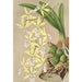Epidendrum ambiguum - Charles Antoine Lemaire — widok dzieła