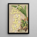 Epidendrum ambiguum - Charles Antoine Lemaire — oprawiony obraz na ścianie