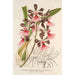 Epidendrum atropurpureum var roseum - Charles Antoine Lemaire — widok dzieła
