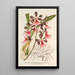 Epidendrum atropurpureum var roseum - Charles Antoine Lemaire — oprawiony obraz na ścianie