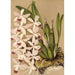 Reprodukcja obrazu Epidendrum conspicuum - Charles Antoine Lemaire