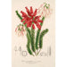 Reprodukcja obrazu Erica cerinthoides - Charles Antoine Lemaire