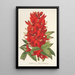 Reprodukcja obrazu Erythrina hybrida Marie Bellanger - Charles Antoine Lemaire
