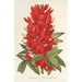 Reprodukcja obrazu Erythrina hybrida Marie Bellanger - Charles Antoine Lemaire