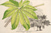 Fatsia japonica aureoreticulata - Charles Antoine Lemaire — widok dzieła