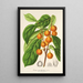 Reprodukcja obrazu Ficus cerasiformis - Charles Antoine Lemaire