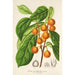 Reprodukcja obrazu Ficus cerasiformis - Charles Antoine Lemaire