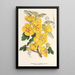 Reprodukcja obrazu Fremontia californica - Charles Antoine Lemaire