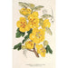 Reprodukcja obrazu Fremontia californica - Charles Antoine Lemaire