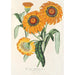 Gazania splendens hybride - Charles Antoine Lemaire — widok dzieła
