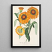 Gazania splendens hybride - Charles Antoine Lemaire — oprawiony obraz na ścianie