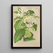 Reprodukcja obrazu Gloneria jasminiflora - Charles Antoine Lemaire
