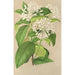 Reprodukcja obrazu Gloneria jasminiflora - Charles Antoine Lemaire