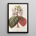 Reprodukcja obrazu Gloxinia maculata var. insignis - Charles Antoine Lemaire