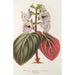Reprodukcja obrazu Gloxinia maculata var. insignis - Charles Antoine Lemaire